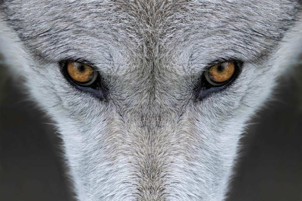 Wolf Eyes