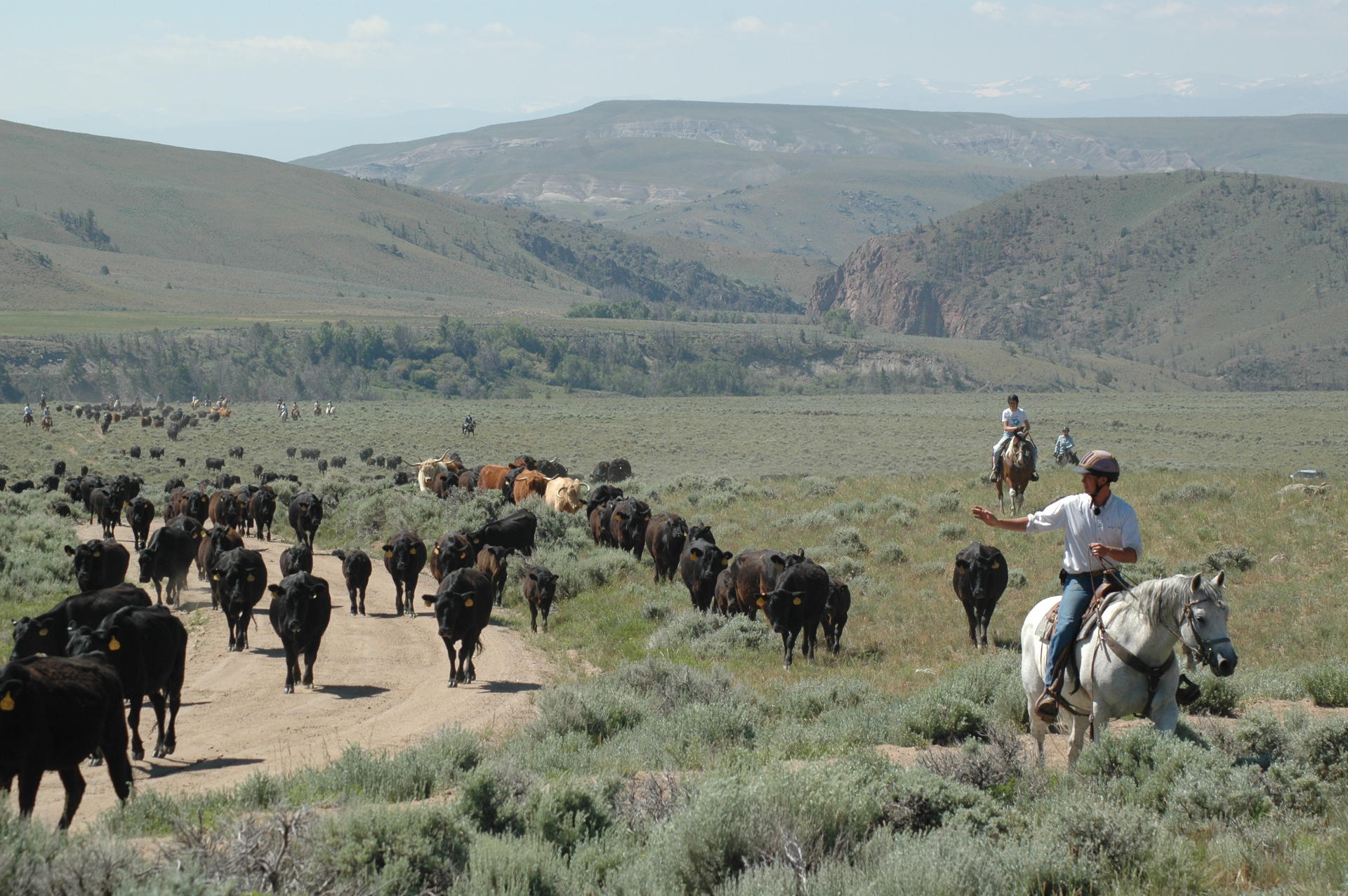 Bitterroot Ranch cattle drive