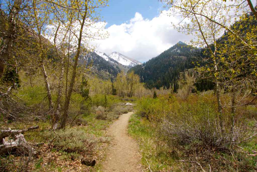 Sequoia - Trail through Mineral King Valley