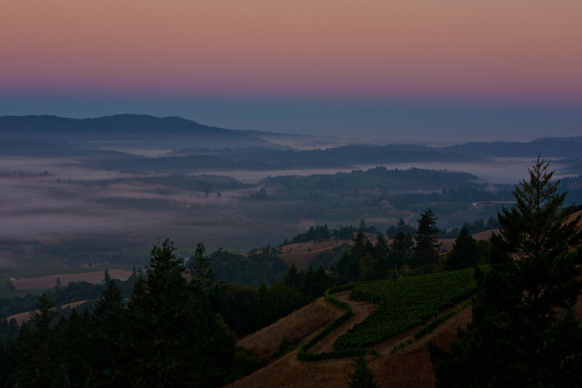 Fog sitting in the Anderson Valley at sunset