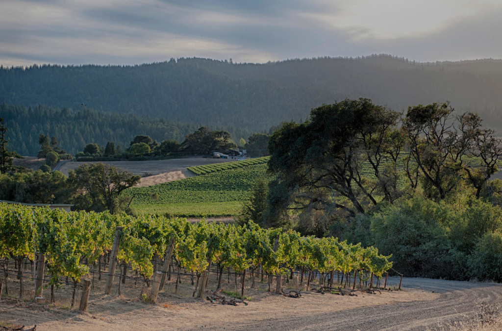 Lines of Gewurztraminer at Navarro Vineyard