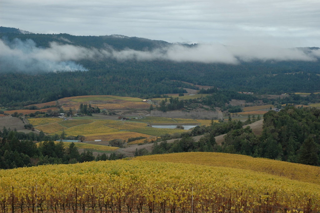 View of Anderson Valley from Middle Ridge Vineyard