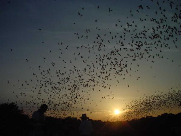 Bat Flight at Carlsbad (NPS: Nick Hristov)