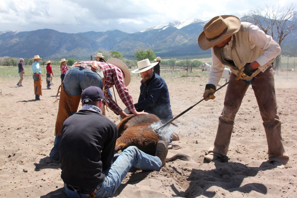 Branding at Zapata Ranch