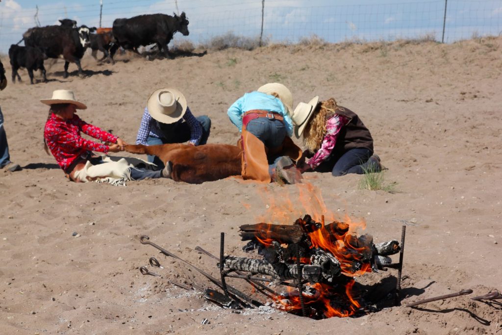 Branding irons in fire at Zapata