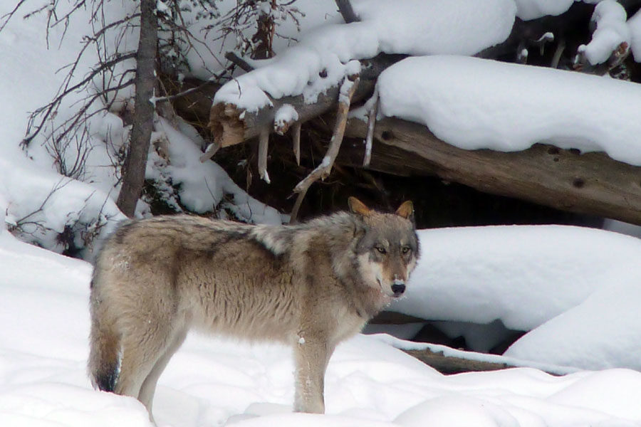 Luxury Winter Vacation To Montana Wolf Safari