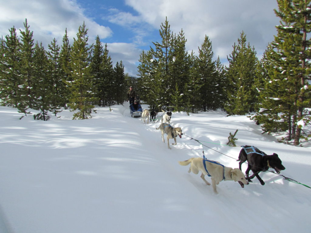 Dog Sledding in Big Sky, Montana