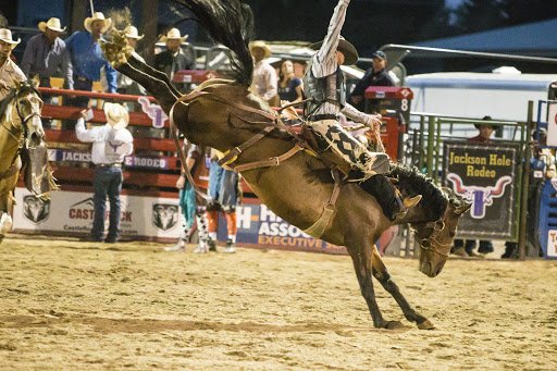 Jackson Hole Rodeo Rider