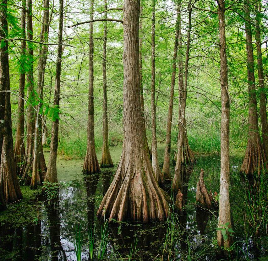 Louisiana Bayou