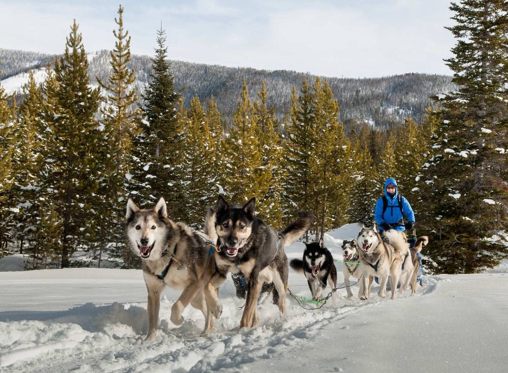 Lone Mountain Ranch dog sledding