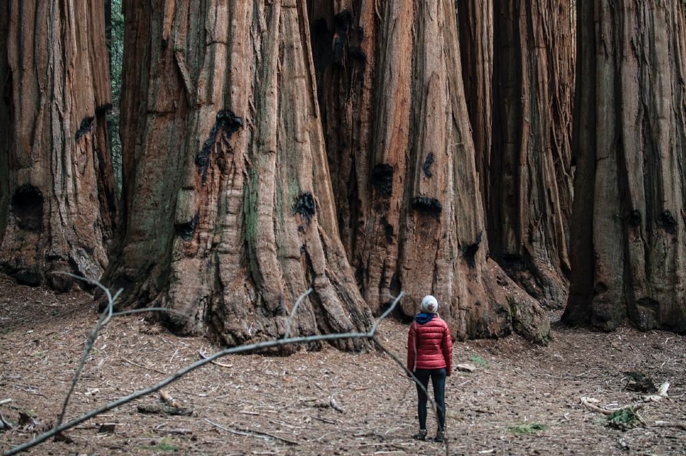 Giant Sequoia Trees