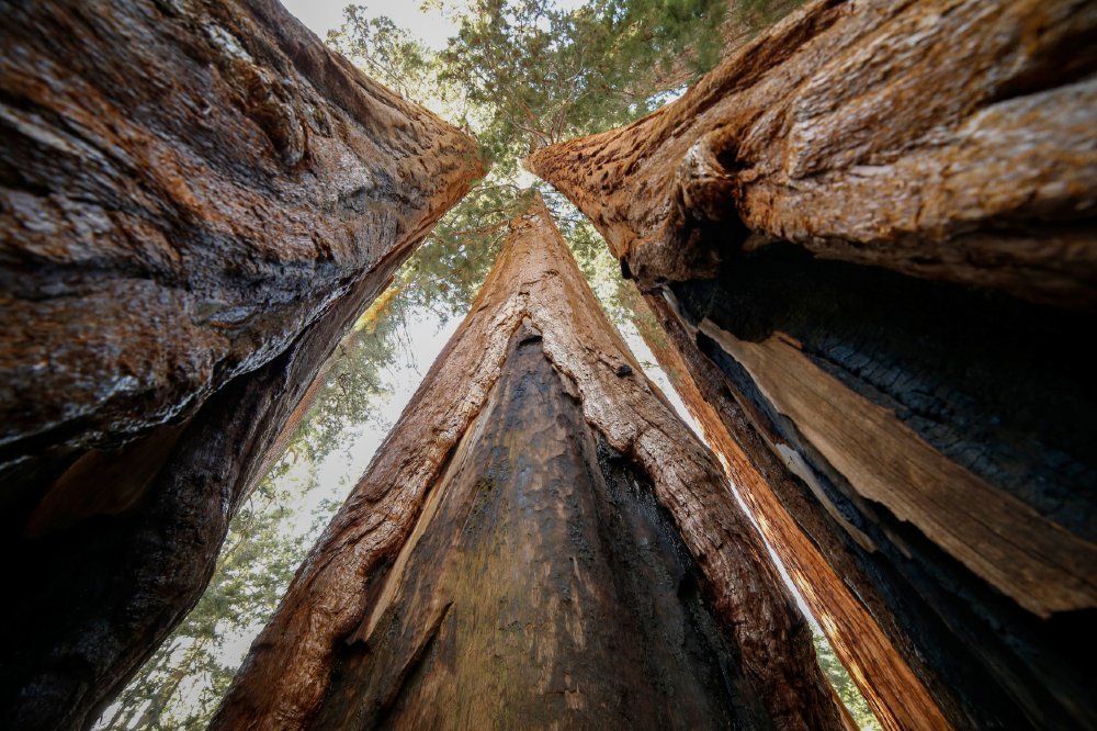 Sequoia NPS _ Kiel Maddox
