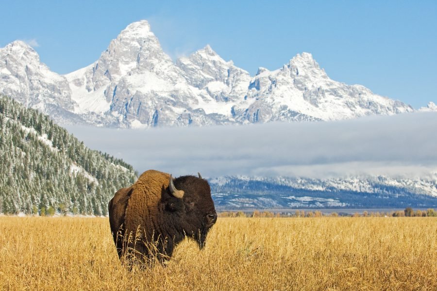 Montana bison