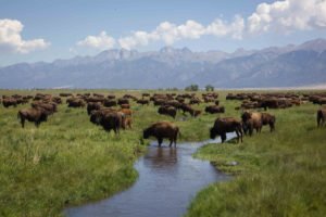 The bison herd at Zapata Ranch