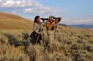 Yellowstone Safari