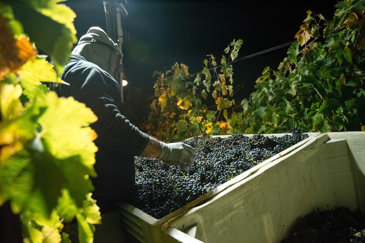 Belden Barns Harvest