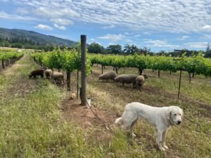 Beltane Ranch sheep