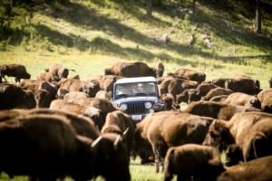 Custer State Park Bison