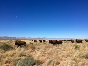 Bison herd at Ladder Ranch