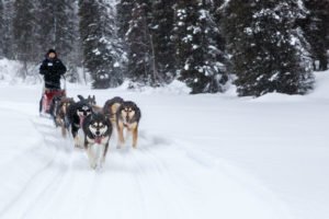 Dog Mushing