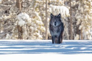 Yellowstone wolves