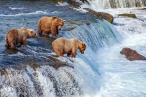 Bears Catch Salmon in Alaska