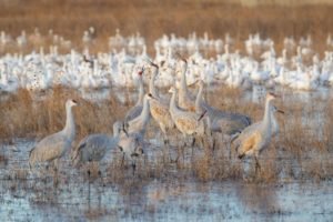 Cranes at Bosque del Apache