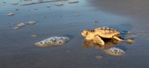 Little St Simons Sea Turtles