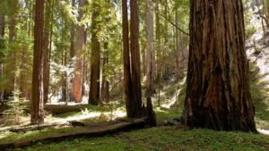 Montgomery Woods Redwoods