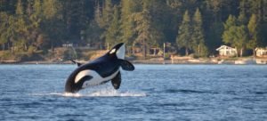 Orca Whale Washington