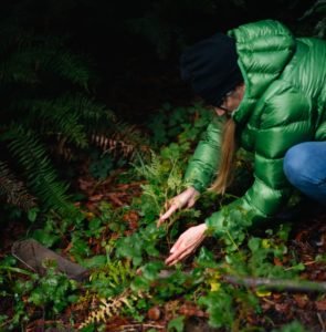 Planting Redwood Seedling