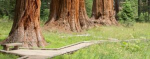 Sequoia Park trails