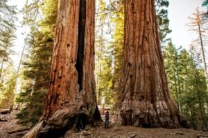 Sequoia National Park