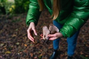 Mushroom Foraging INR