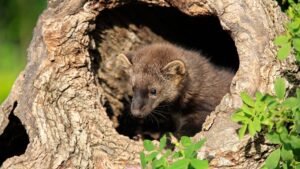 Pacific Fisher Sequoia