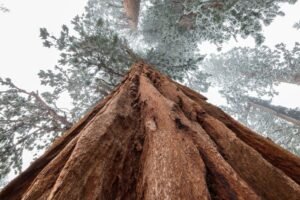 Sequoia Tree