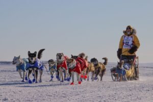 Iditarod Race