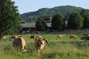Billings Farm Jersey cows