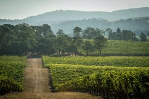 Left Coast Cellars, Eola-Amity Hills, Willamette Valley, Oregon