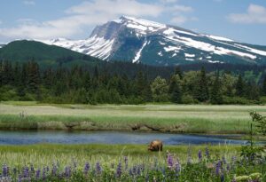 Silver Salmon Creek Bear Viewing