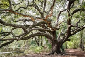 New Orleans Live Oaks