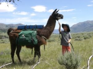 Yellowstone Llama Trek [Credit- Calderon]